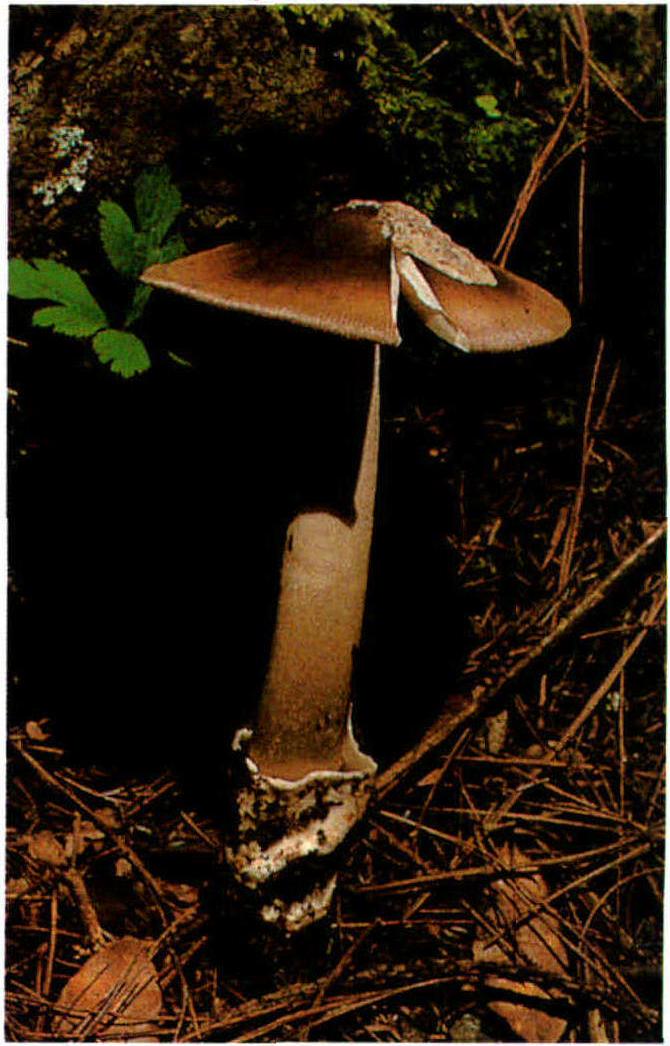 Amanita brunneofuliginea Zhu L. Yang